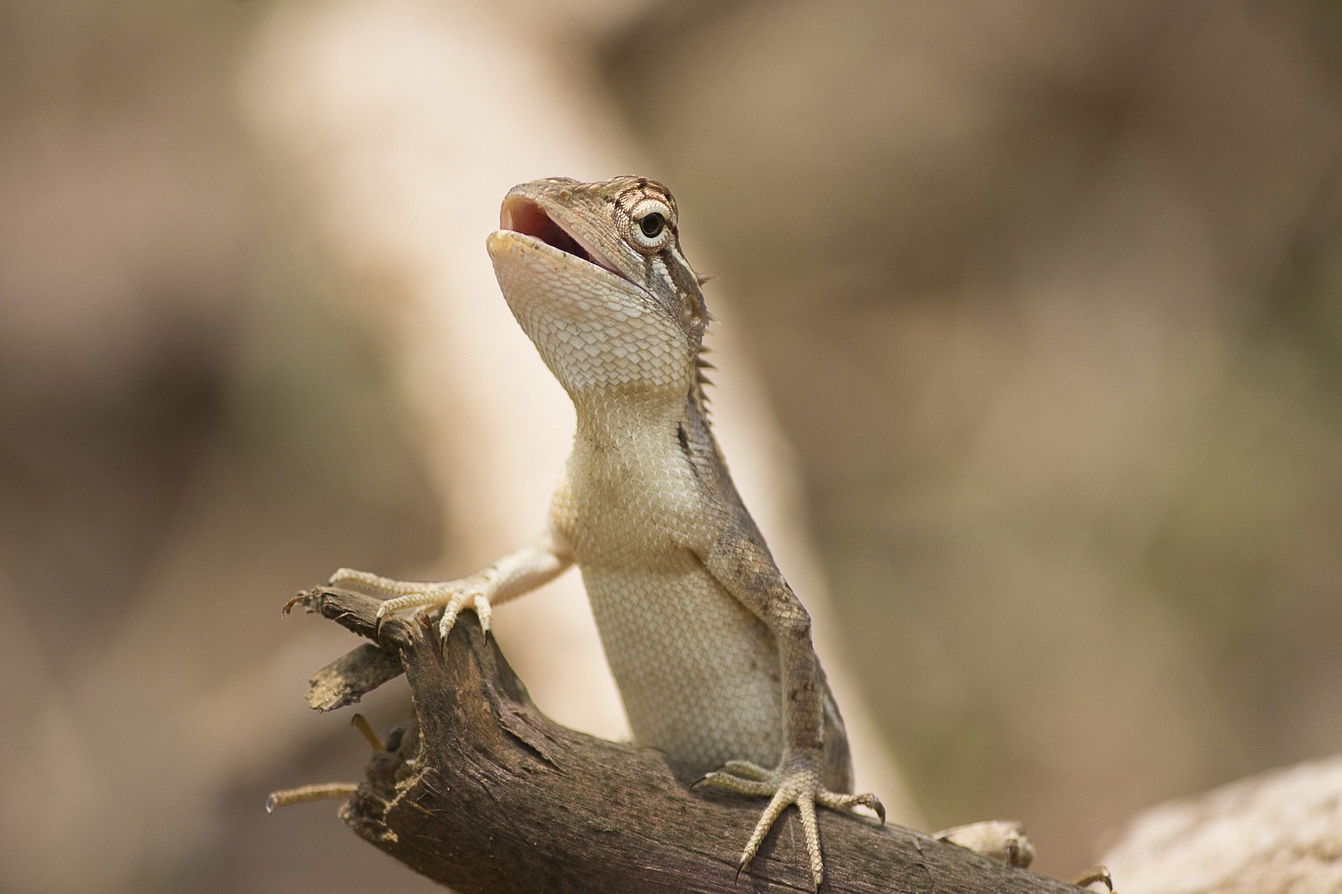 Aging before birth: how it works in lizards